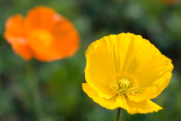 アイスランドポピーの花