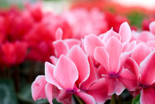 シクラメンの花