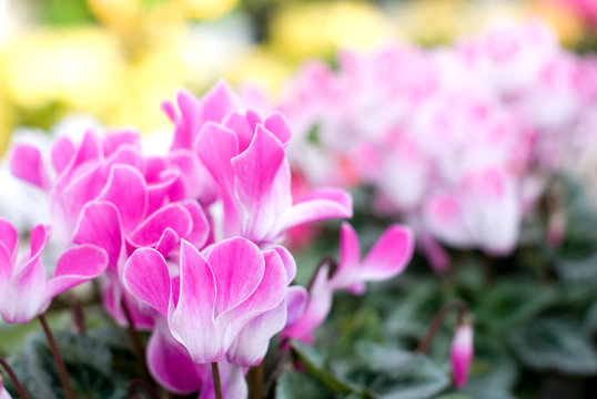 シクラメンの花