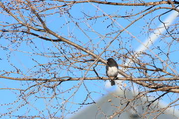 Dark Eyed Junco On Tree Branch