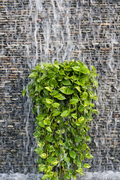 Stream of water on a brick wall with green leaf