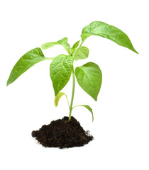 Plant in dark soil isolated