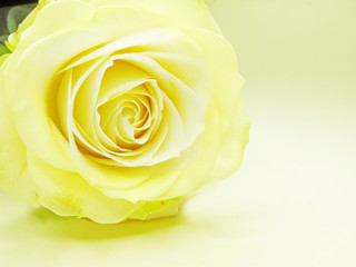 yellow rose flower bud closeup