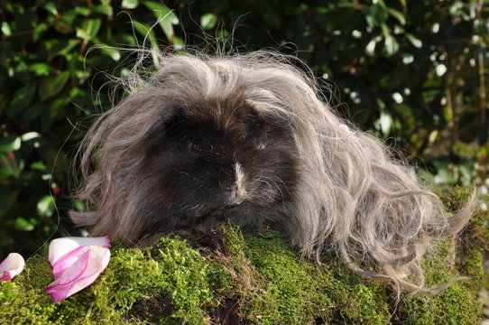 Cochon d'Inde poil long lunkarya s&eacute;pia