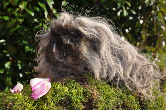 Cochon d'inde poil long Lunkarya s&eacute;pia