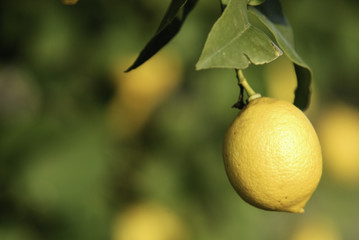 Limón en árbol, Mallorca, Baleares