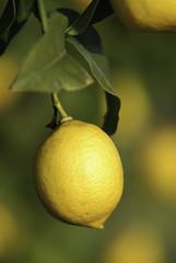 Limón en árbol, Mallorca, Baleares