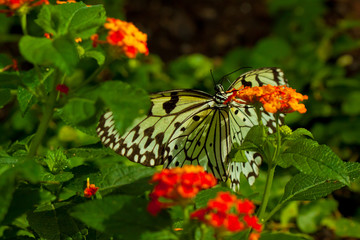 Idea Leuconoe butterfly
