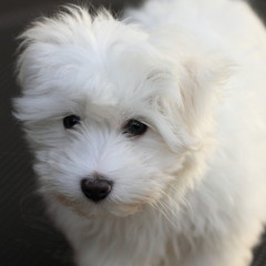 cucciolo di cane maltese