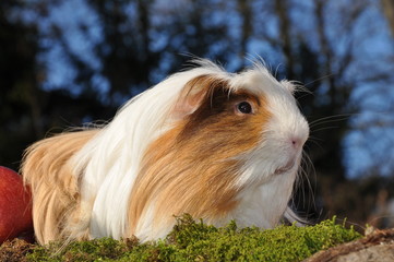 Cochon d'Inde Shelty poils longs tricolore