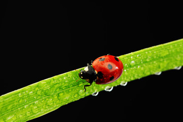 ladybug isolated on black
