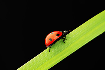 ladybug isolated on black