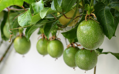 fruits de passiflore, grenadille, passiflora edulis, maracuja