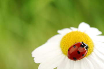 Obraz premium ladybug on camomile