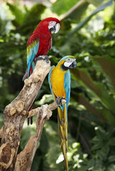 Two parrot in green rainforest.