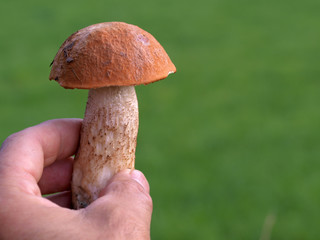 Rotkappe