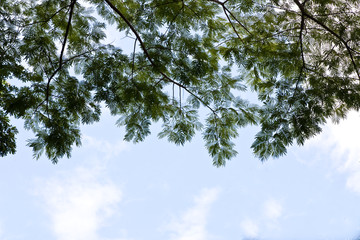 Green Leaf Background