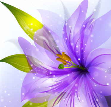 lily flowers