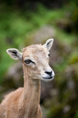 Obraz premium West Caucasian tur (Capra caucasica)