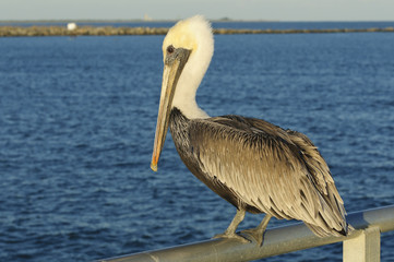 Brown Pelican