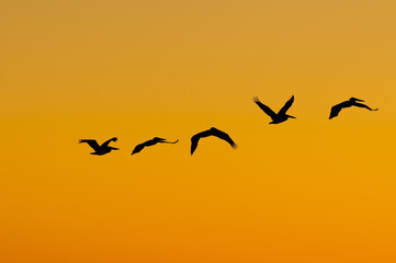 Brown Pelican