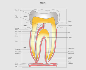 tooth