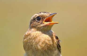 Saxicola rubetra, Птенец лугового чекана с раскрытым клювом.