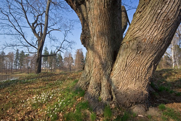 Obraz premium park scenic with old tree