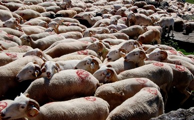 Transhumance