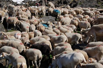 Fototapeta premium Transhumance