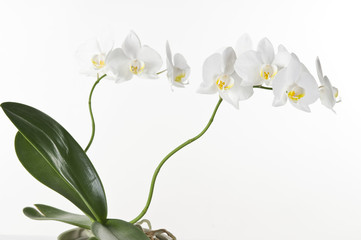Naklejka na ściany i meble Beautiful white orchid