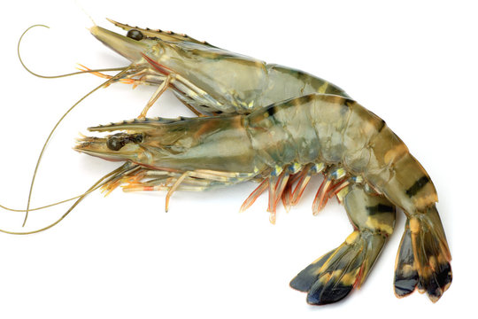 shrimp
