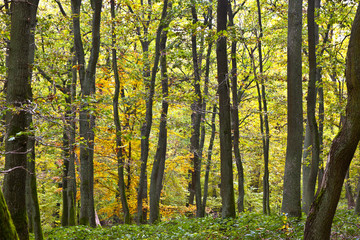 forest in indian summer colors
