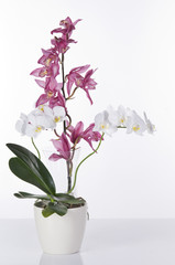 Beautiful orchids in pots over white background