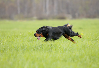 setter gordon