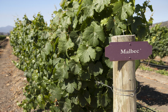 Vineyard - Malbec