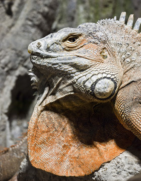 Iguana