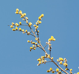 Baum. Fruehling