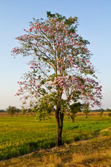 Kind of queen crape myrtle that usually found in the paddy