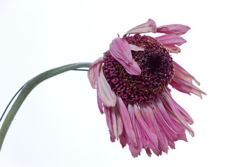verblühte rosarote Gerbera #2