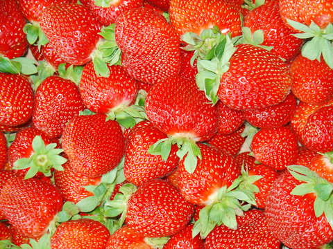 morangos