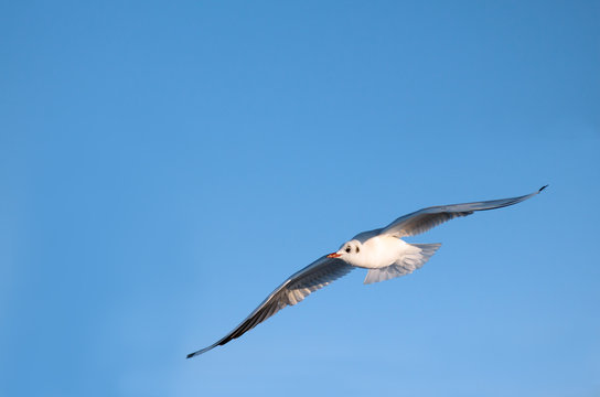 M&ouml;we