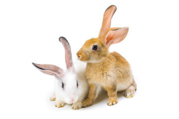 Happy New Year of rabbit