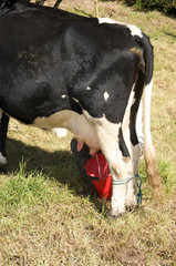 Cow being milked