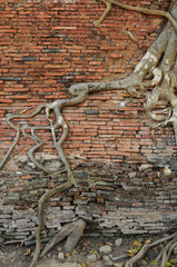orange brick wall with ancient root tree