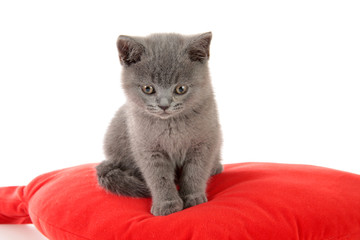 kitten on a red pillow,  isolated.