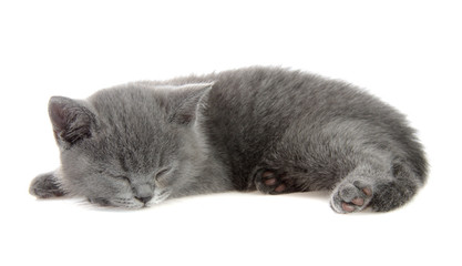 British kitten sleeps, isolated.