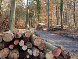 Markierte Baumstämme im Wald
