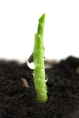 Corn