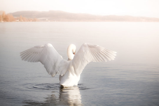 Schwan breitet seine Fl&uuml;gel aus